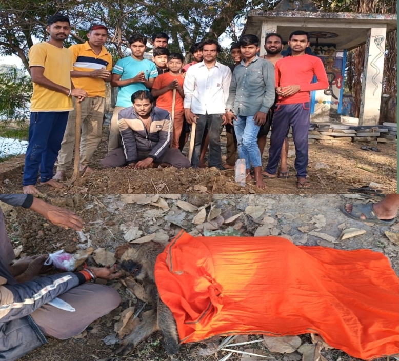 वानरराज’ का हुआ निधन:-‘कोसला’ गांव के युवाओं ने किया अंतिम संस्कार