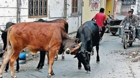 घुमंतू पशुओं के कारण होने वाले दुर्घटनाओं को रोकने एक माह तक विशेष अभियान चलाने के निर्देश