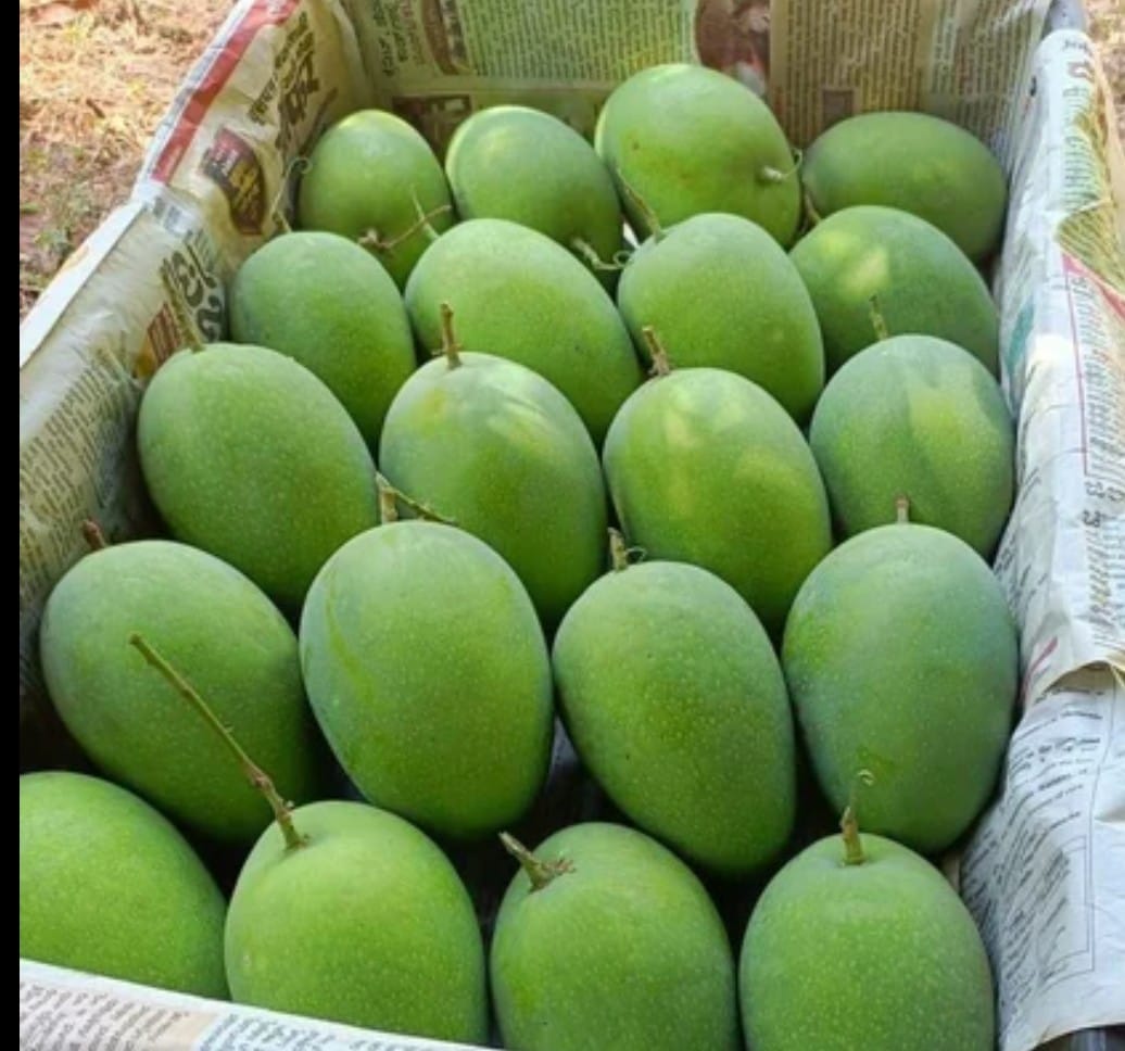 लंगड़ा आम सबसे आगे