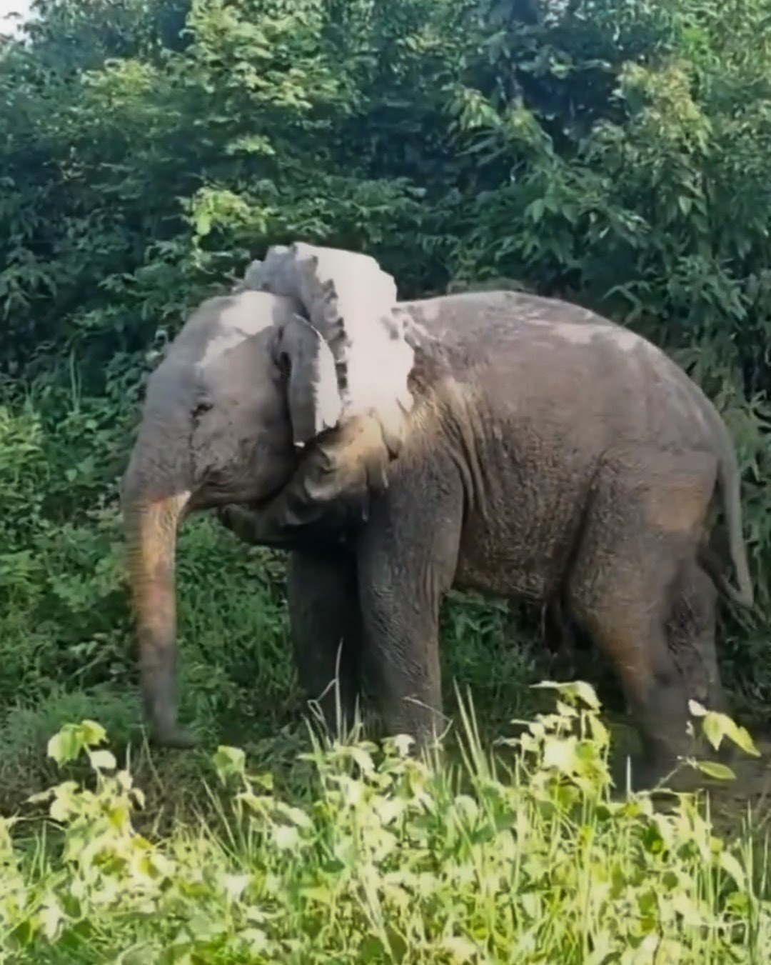 गणेश चतुर्थी से पहले ‘गणेश’ स्वरूप हाथी की बची जान, गर्दन में फंसा था ट्रैक्टर का टायर, देखिए वीडियो