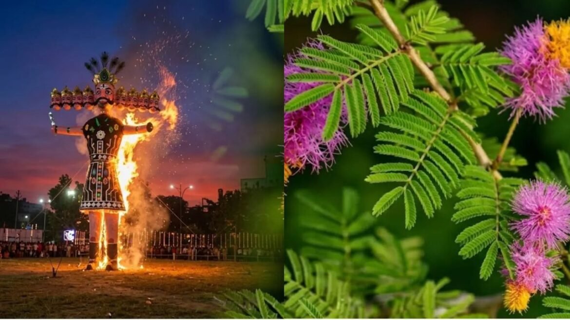 Vijayadashami 2026: दशहरे पर शमी के पत्ते क्यों बांटे जाते हैं? जानिए पेड़ से सोना बरसने की पौराणिक कथा